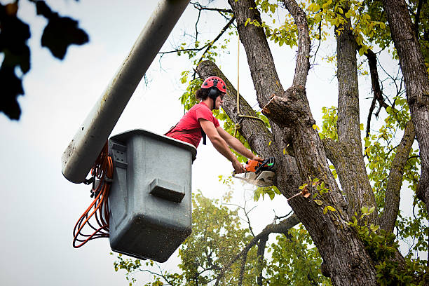 Best Tree Disease Treatment  in Herrin, IL